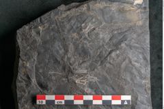 Foto (Detailansicht) von Cupanites novae zeelandiae Ettingshausen (NHMW-GEO-2024-0188-10247)
